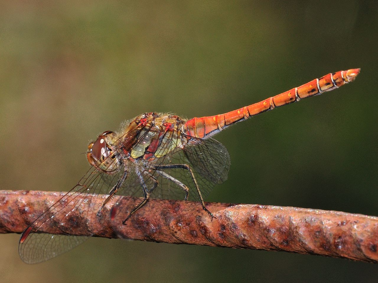 ID Libellula N.2